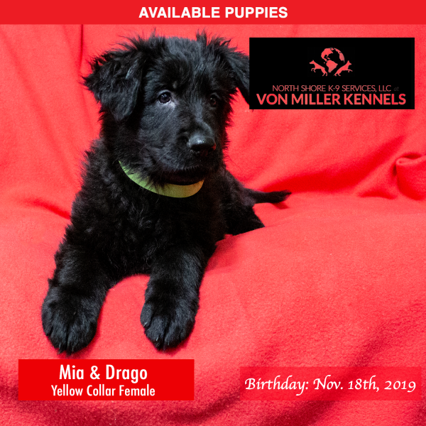 Von-Miller-Kennels_Puppies-German-Shepherds-11-18-2019-litter-Yellow-Female-2